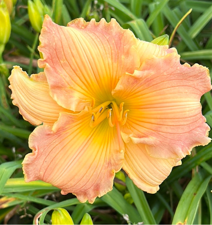 Autumn Wood Daylily Perennial Plant
