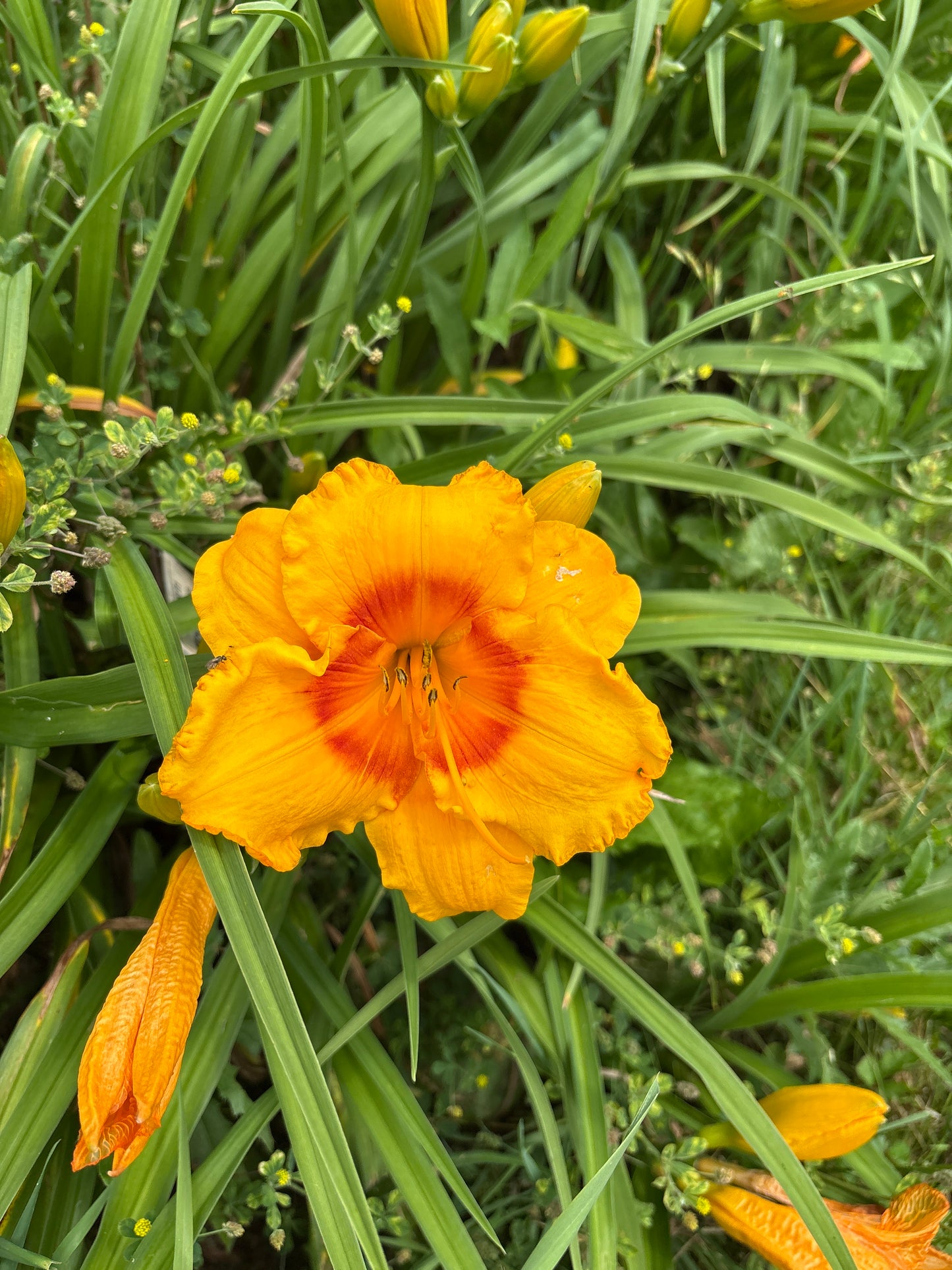 Pumpkin Moonshine Daylily Perennial Plant