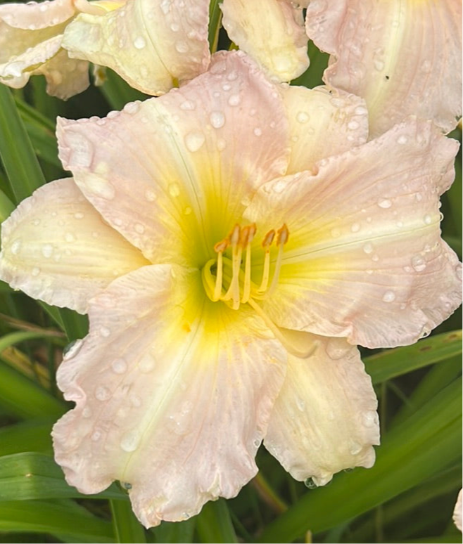 Abiding goddess, perennial Daylily