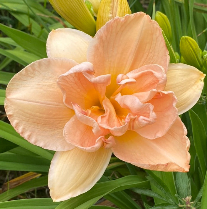 Aubrey Johnson, perennial Daylily