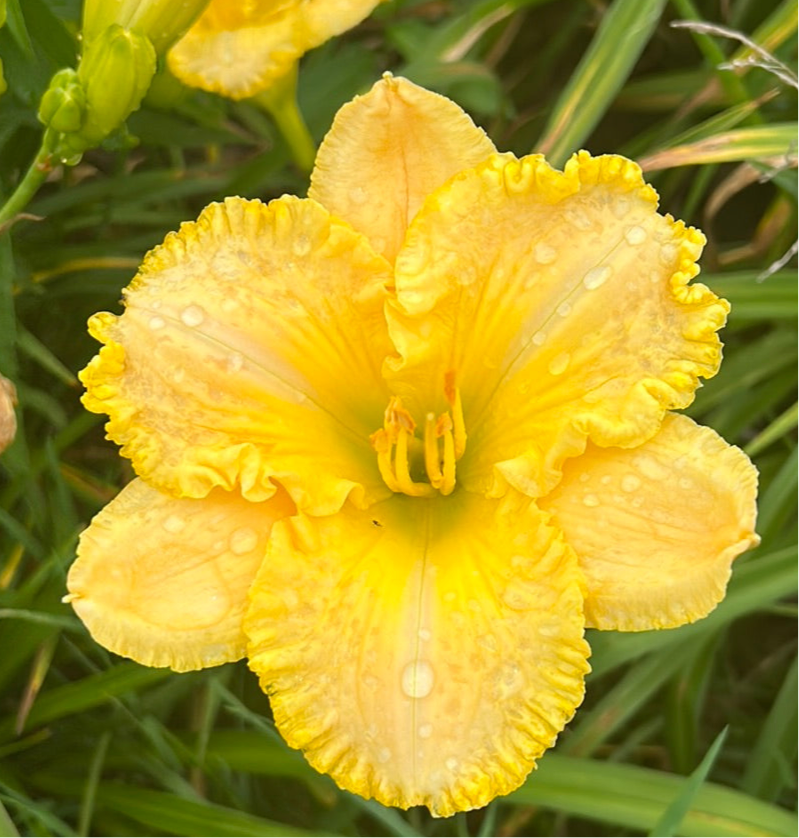Ferengi gold, perennial Daylily