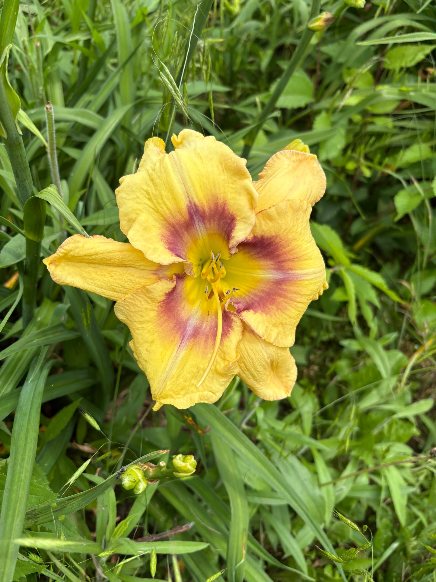 Ornamental Focus Daylily Perennial Plant