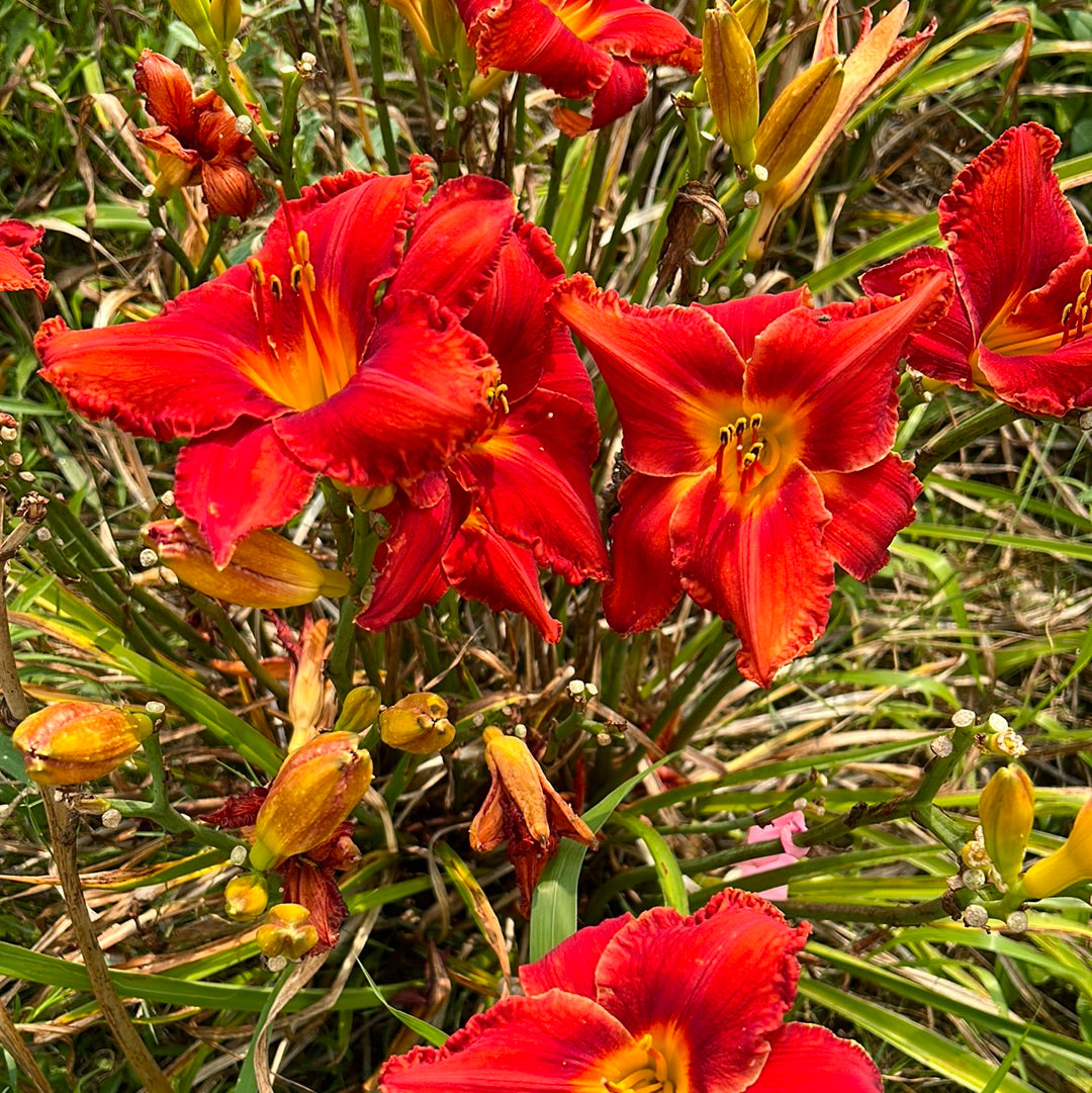 Apache War Dance Daylily Perennial Plant