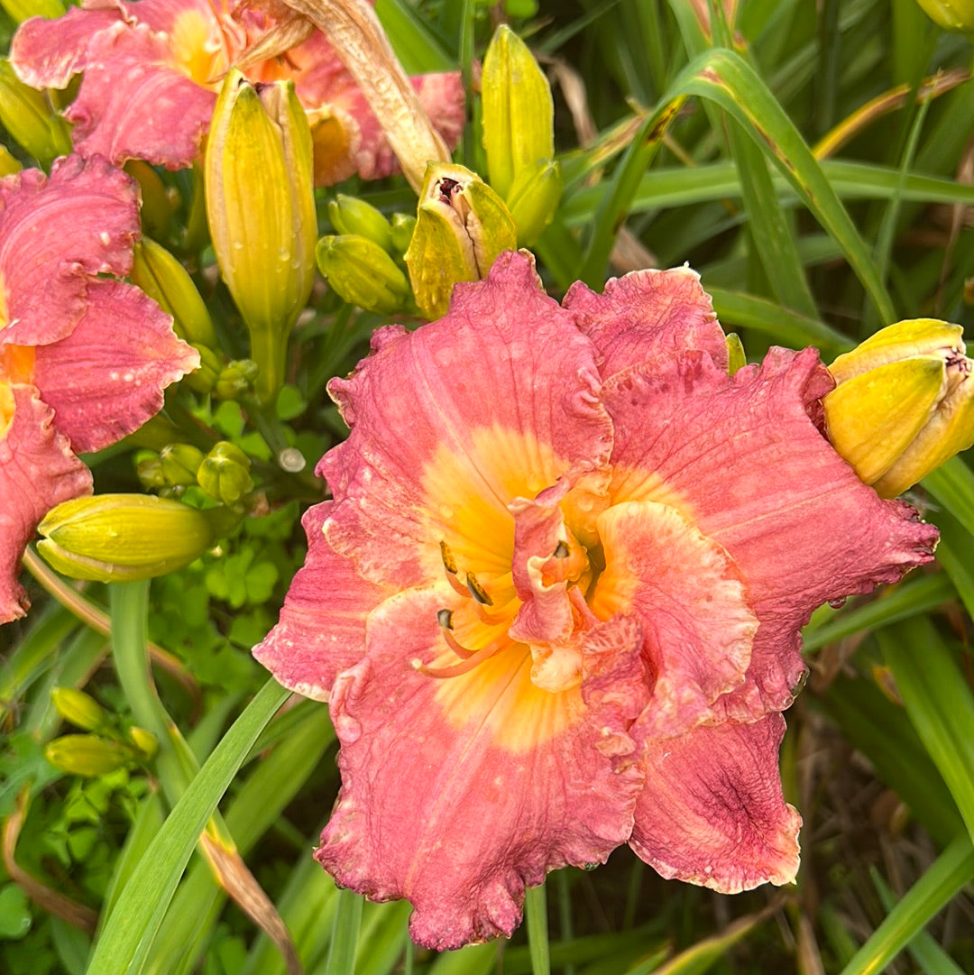 Aunt Em of Oz, perennial Daylily