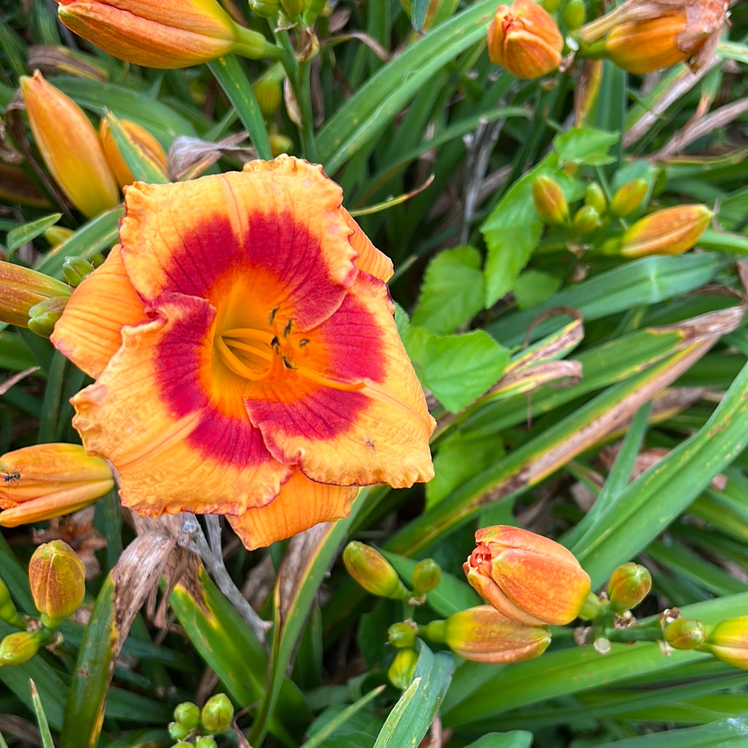 You are my sunshine, perennial Daylily