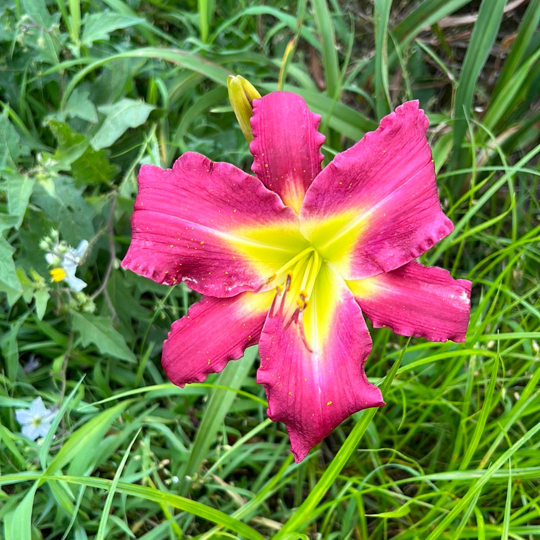 Artistic Webb, perennial Daylily