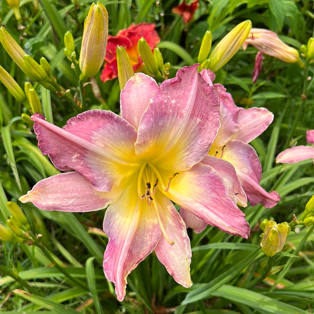 Shadow cabinet, perennial Daylily