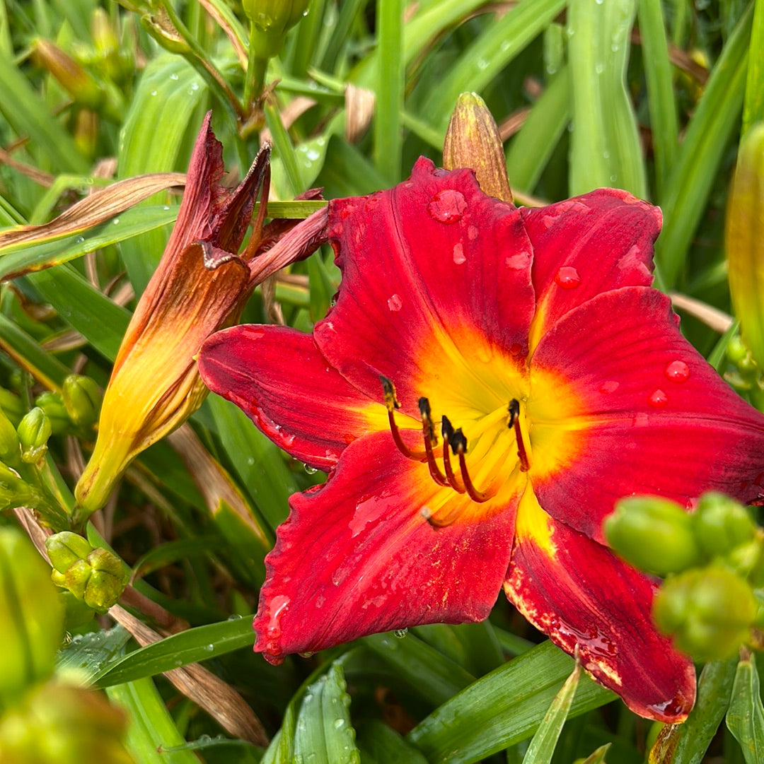 Atlanta velvet touch, perennial Daylily
