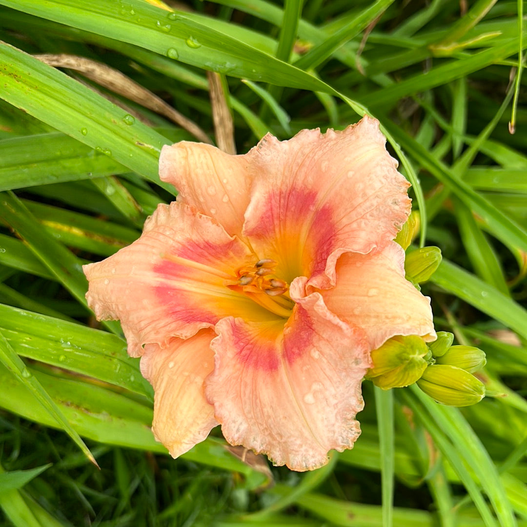 Pink, cotton candy, perennial Daylily Daylilies on the Prairie