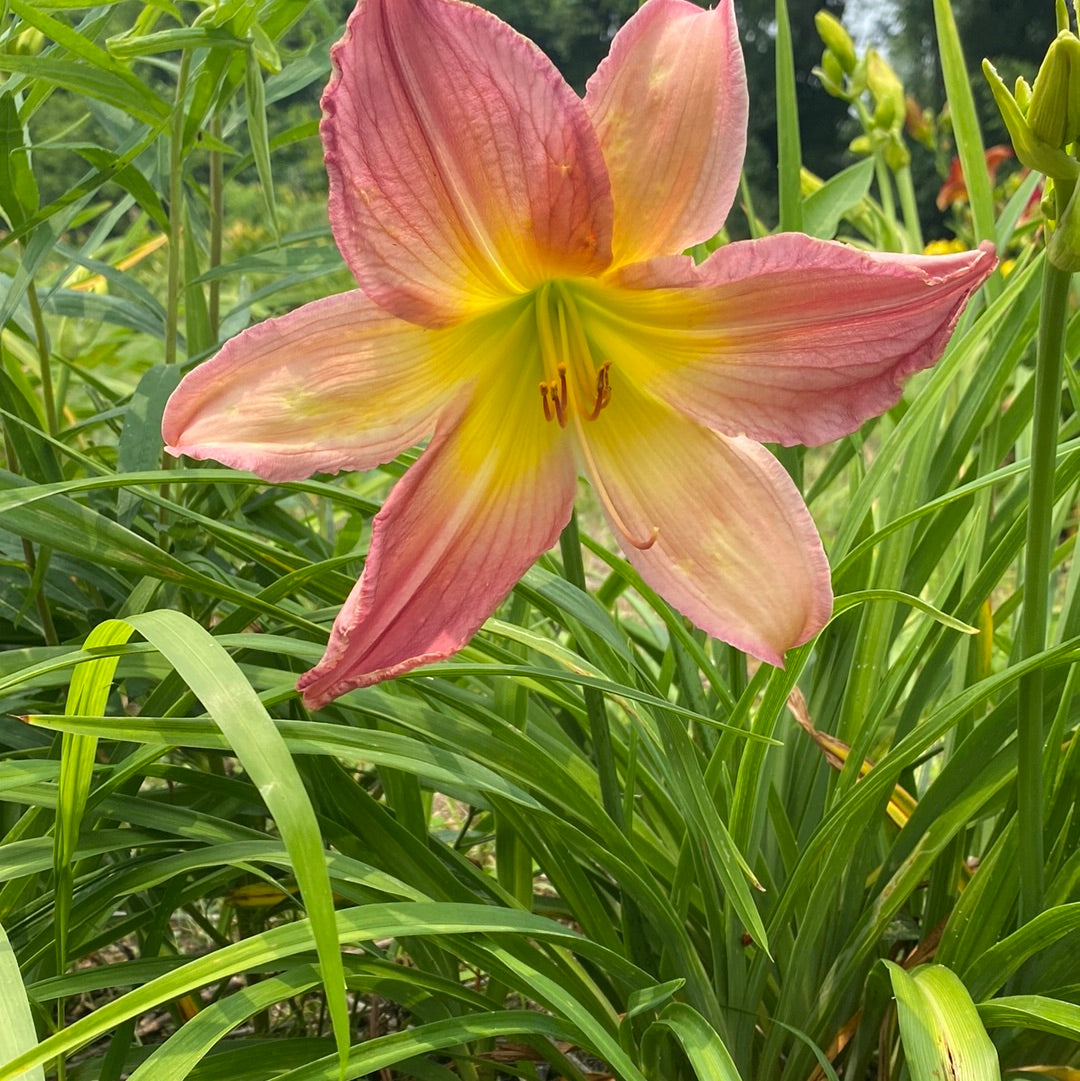 Rabbit ears, perennial Daylily