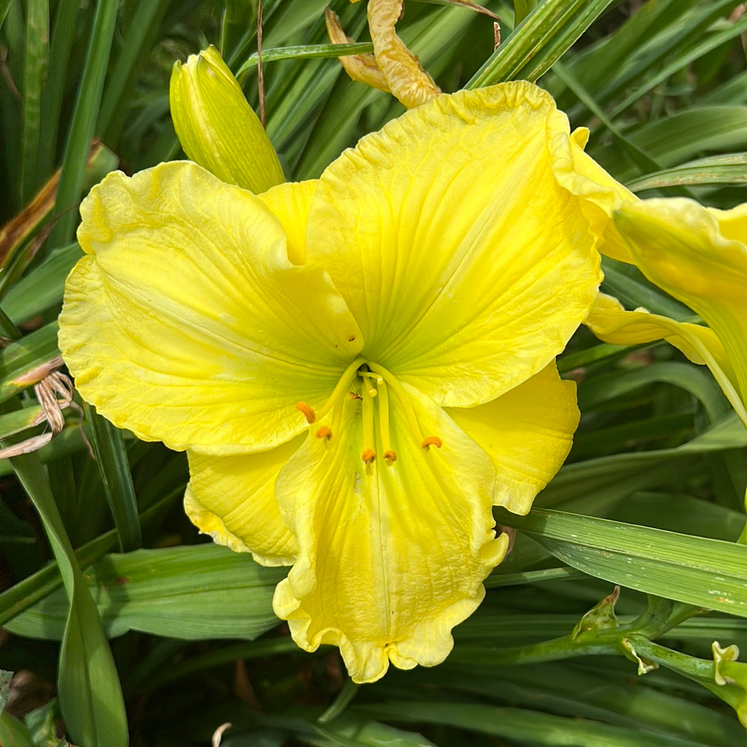 Yellow green monarch, perennial Daylily