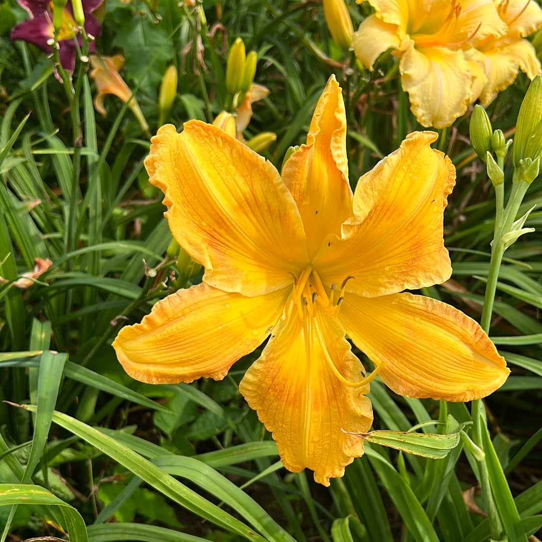 Zuni Eye, perennial Daylily