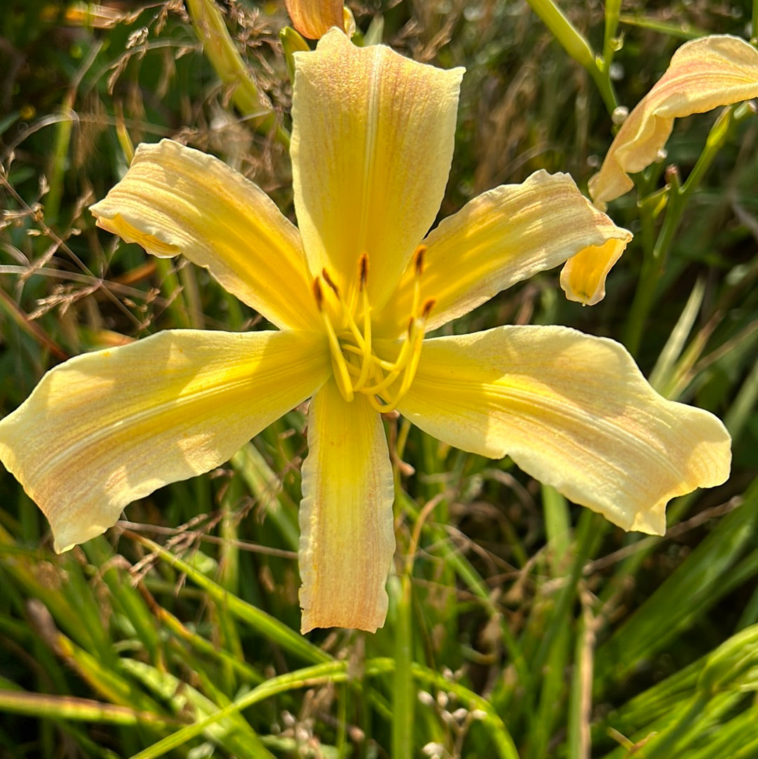 Alabama sweet tea, perennial Daylily