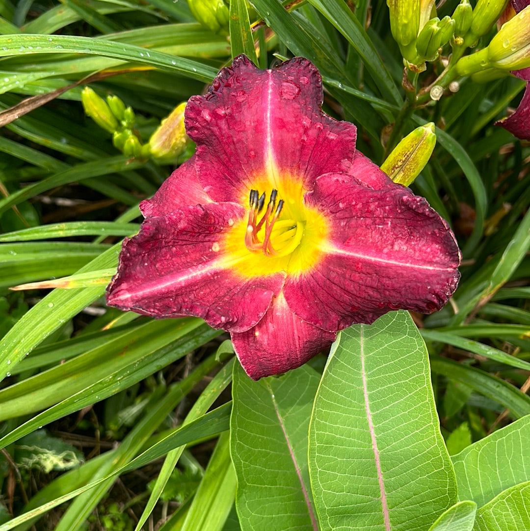 Atlanta Arabian nights, perennial Daylily