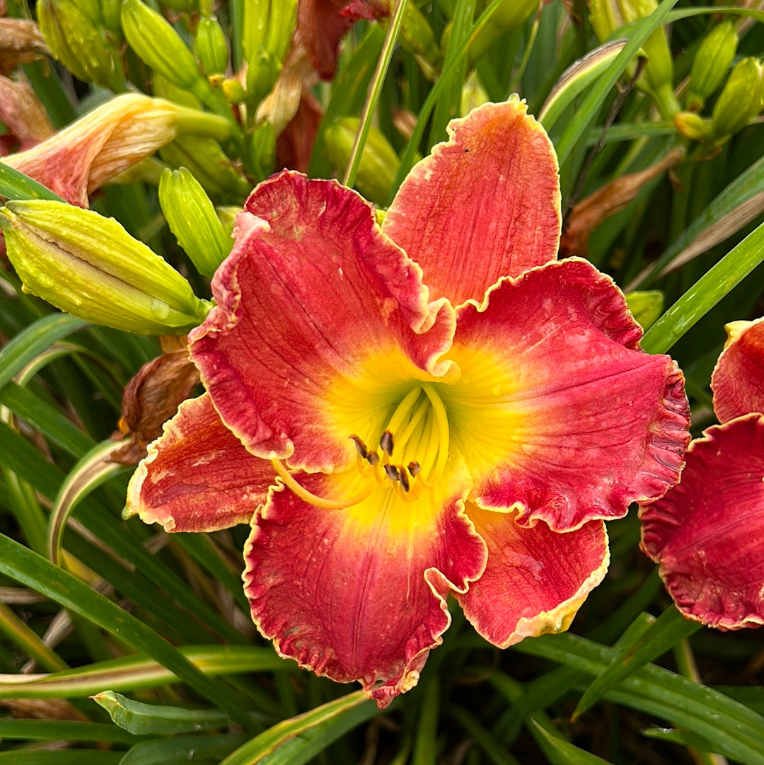 Yuletide magic, perennial Daylily