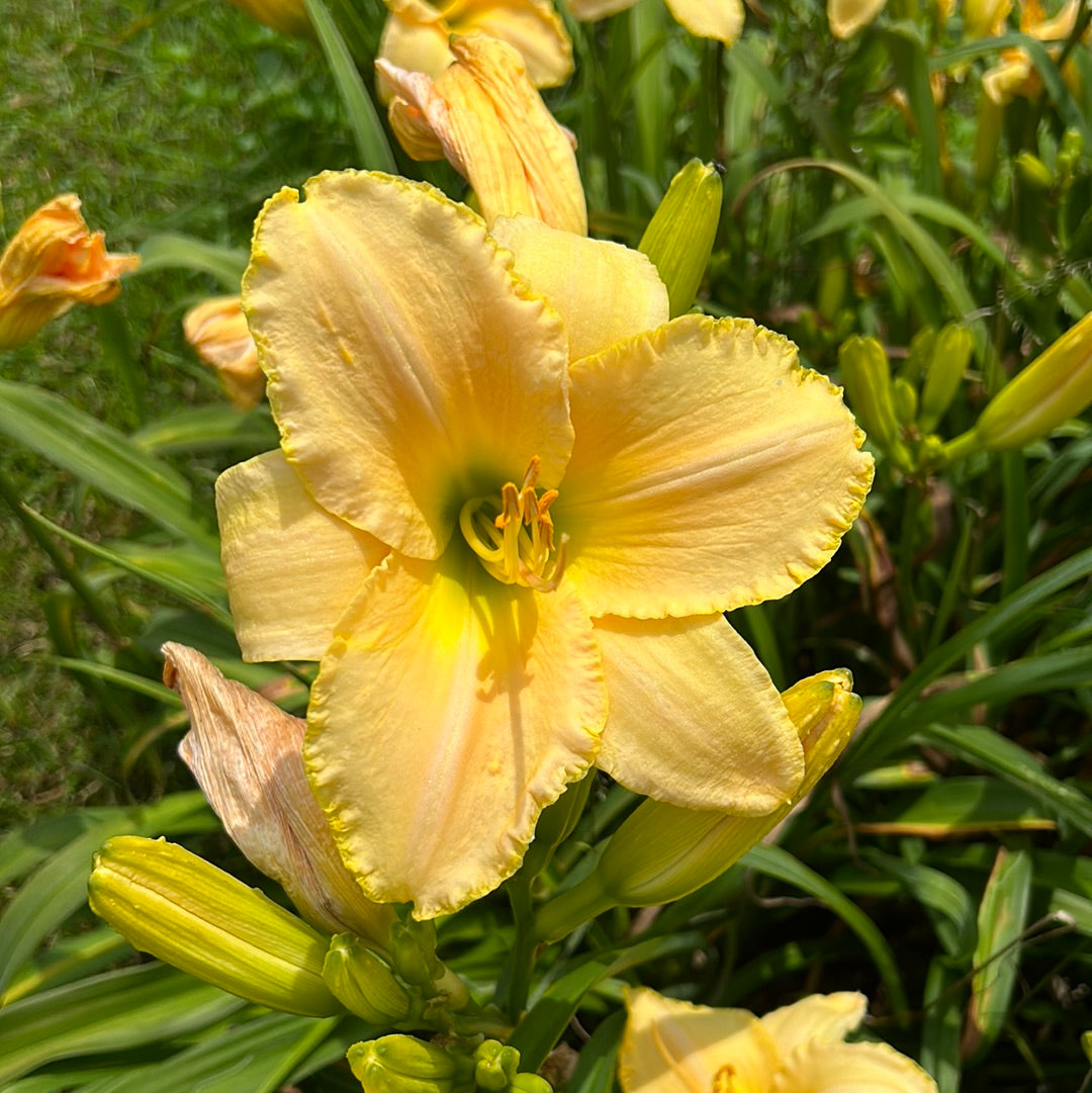 Babyalonian pearl, perennial Daylily