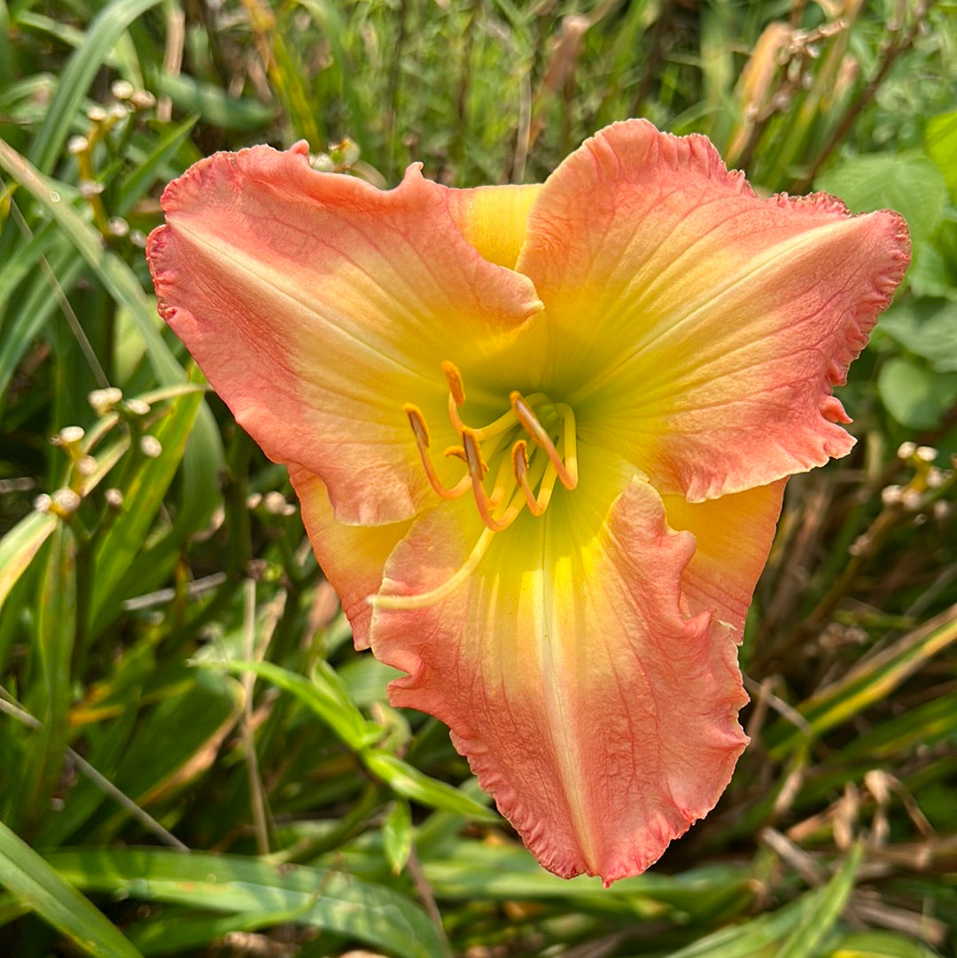Atlas shrugged, perennial Daylily