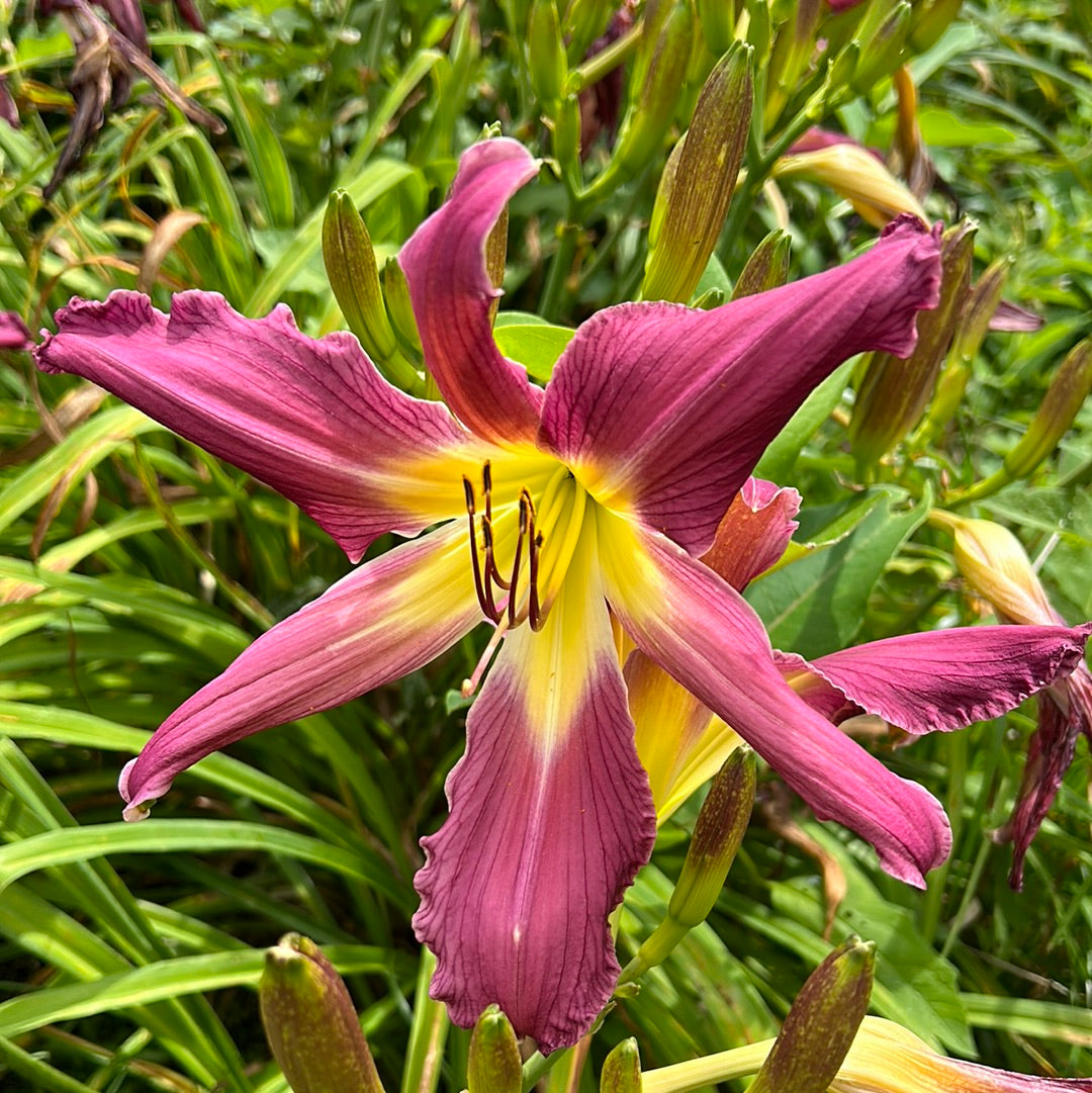 Purple many faces, perennial Daylily
