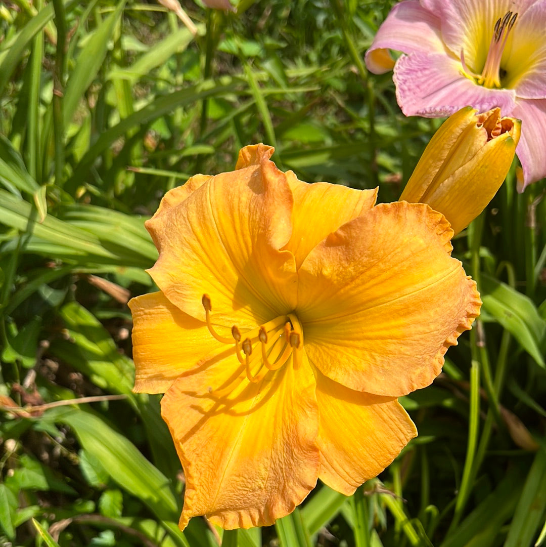 Wildfire tango, perennial Daylily