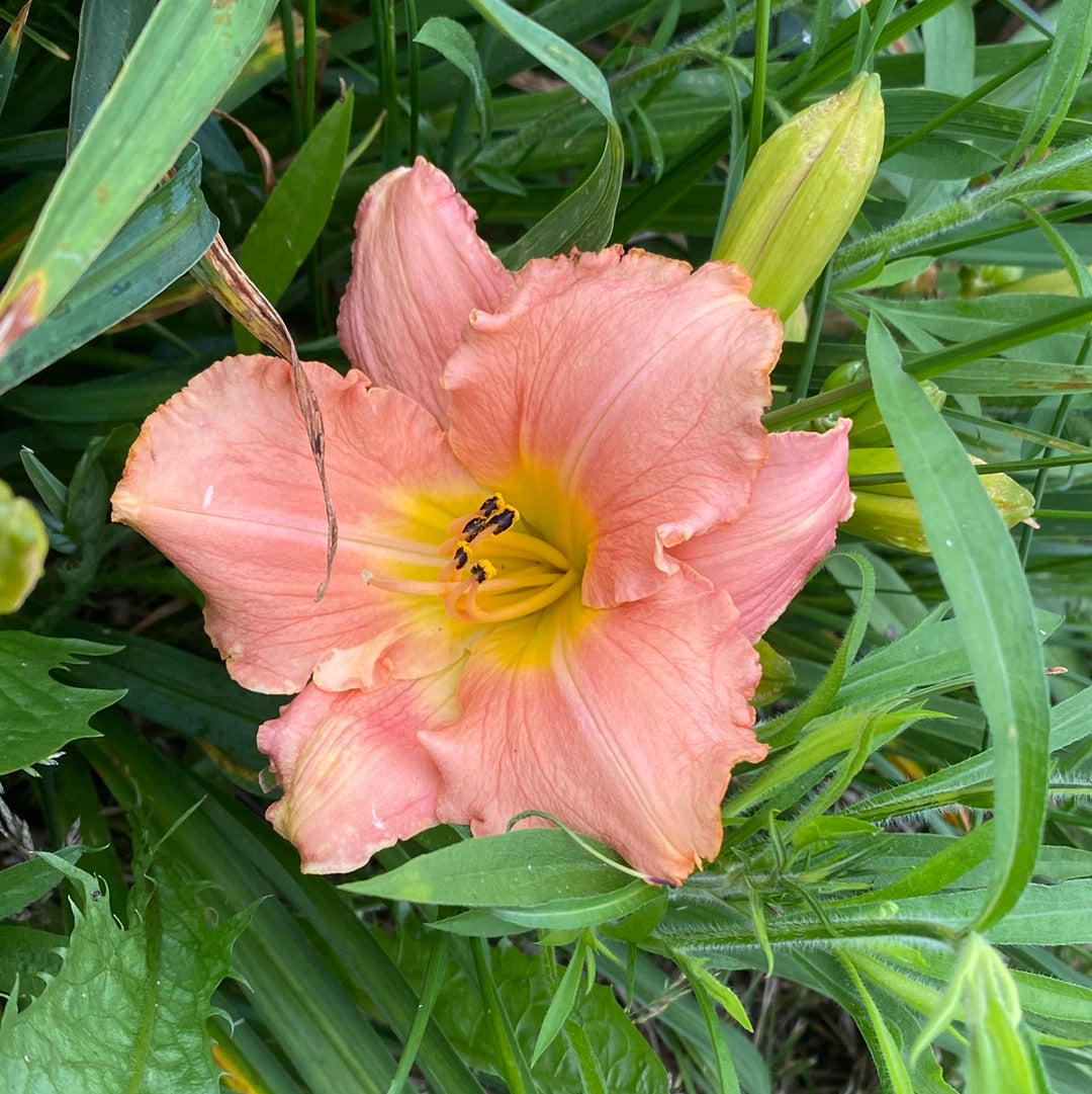 Atlanta Southern beauty, perennial