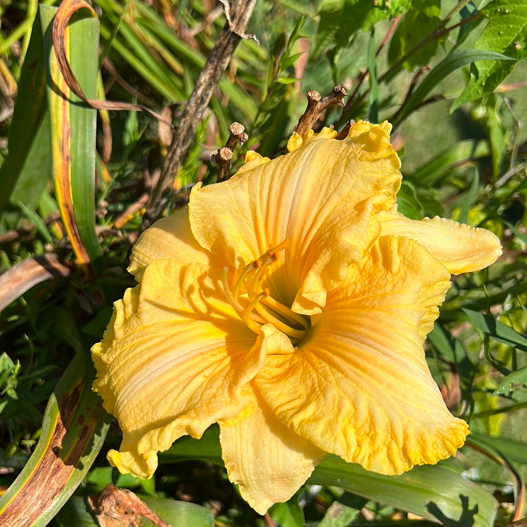 America’s most wanted, perennial Daylily