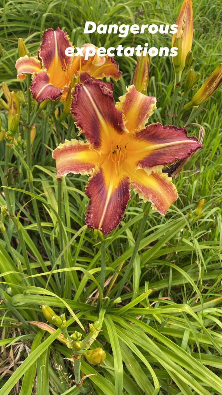 Dangerous Expectations Daylily Perennial Plant