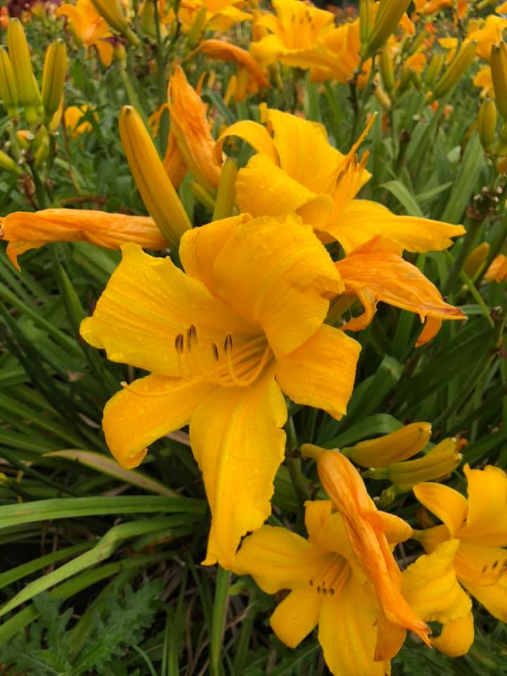 Buttered Popcorn Daylily Perennial Plant