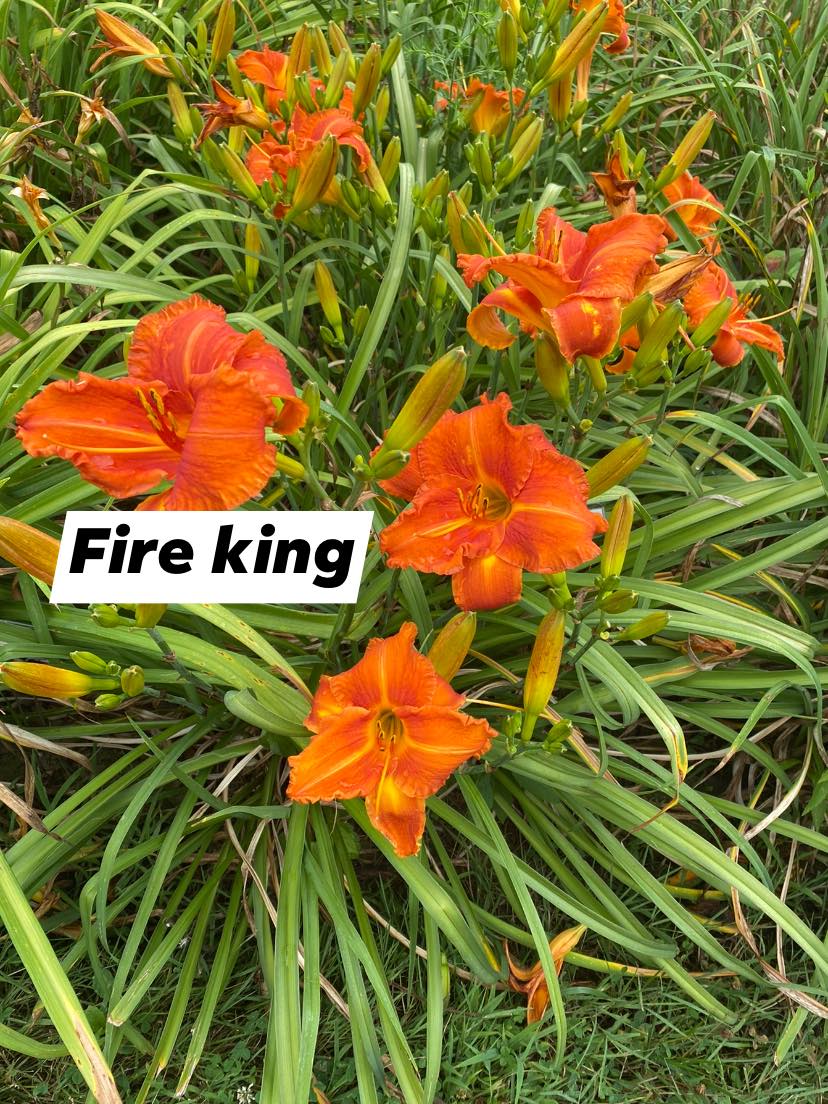 Fire-King - 【プルメリア】 Fire King Daylily Perennial Plant – Daylilies on the Prairie