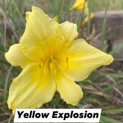 Yellow Explosion Daylily Perennial Plant