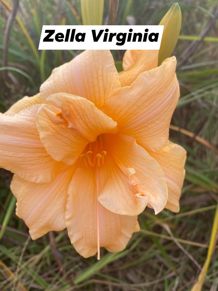 Zella Virginia Perennial Daylily Plant