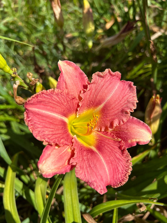 My sweet Rose, perennial Daylily