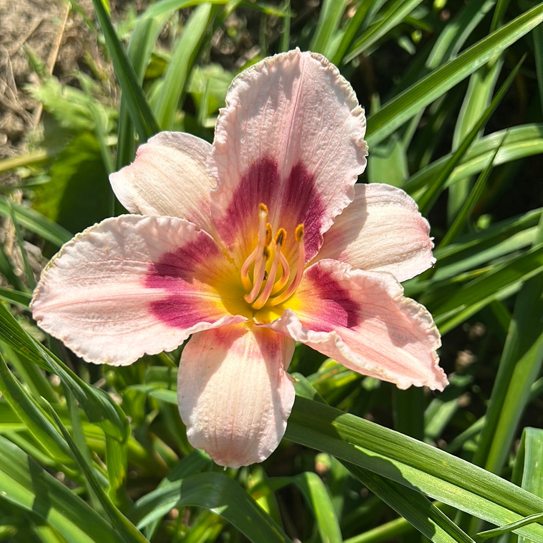 Wineberry candy, perennial Daylily