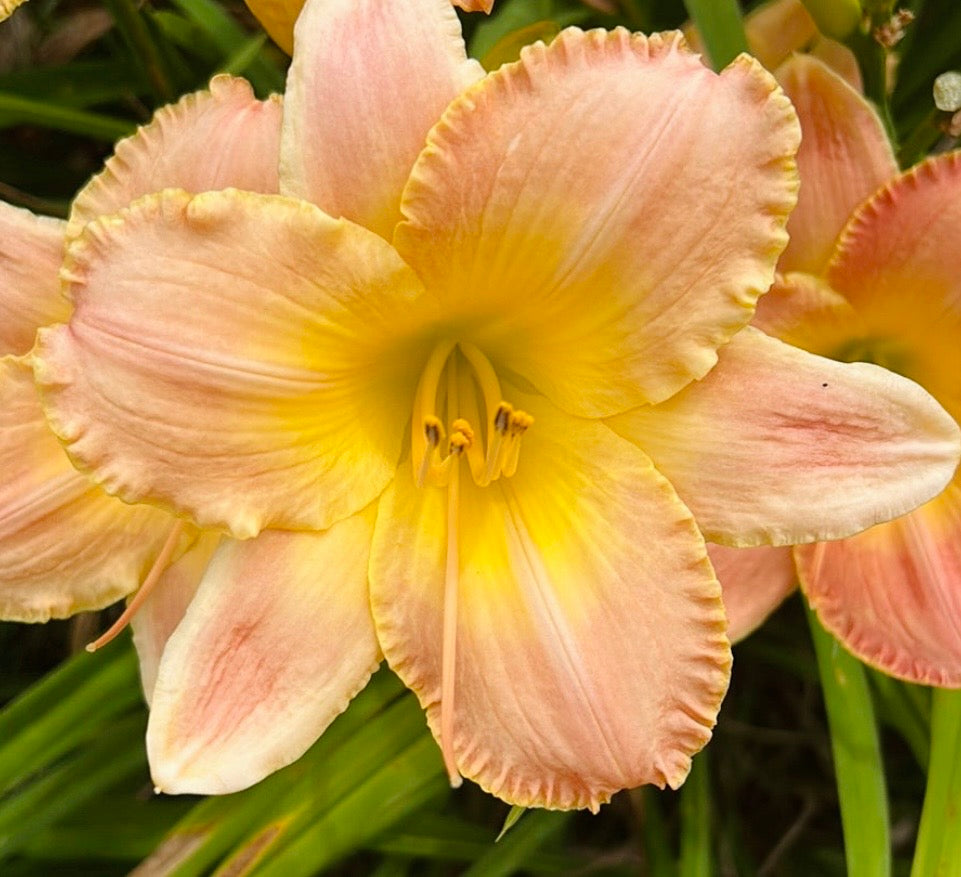 Country Melody, perennial Daylily