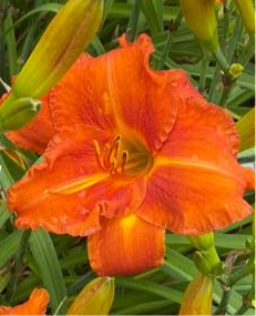 Fire King Daylily Perennial Plant