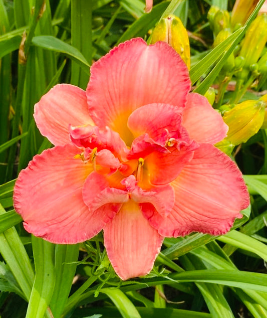 Peppermint truffle, perennial Daylily