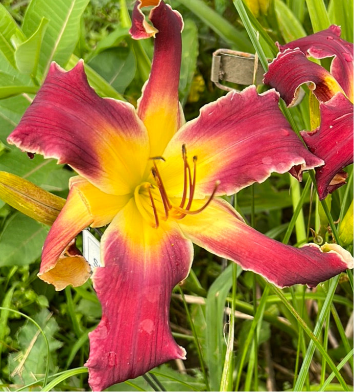 Brave New World, perennial Daylily