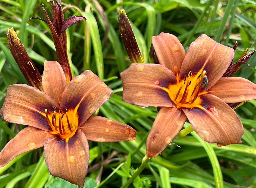 Milk chocolate, perennial Daylily