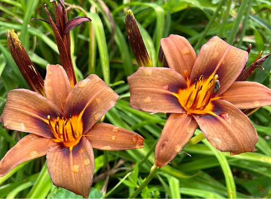 Milk chocolate, perennial Daylily