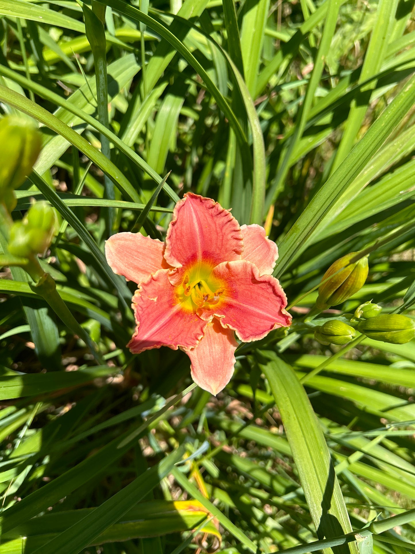 April Laquinta, perennial Daylily