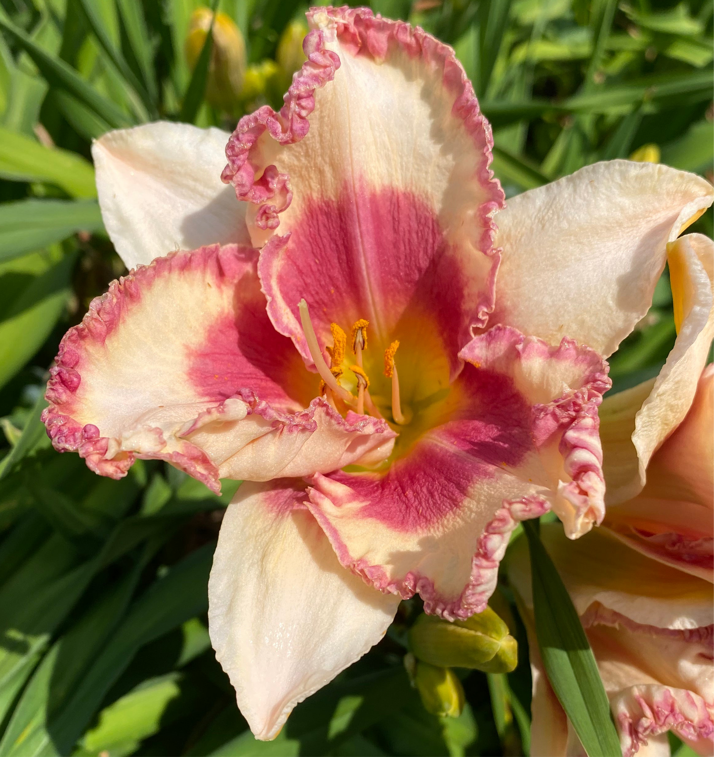 Annabelle’s Blush Perennial Daylily