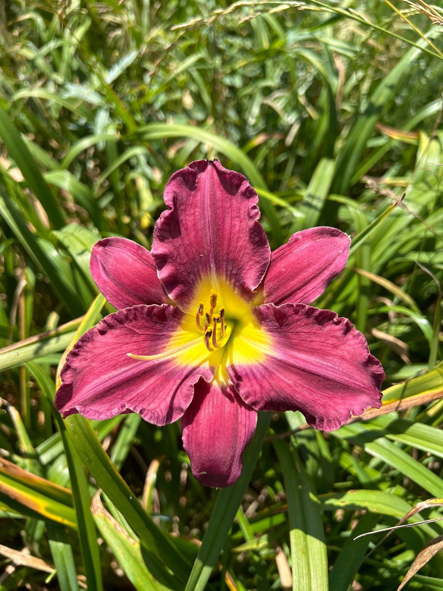 Friar’s lantern, perennial Daylily