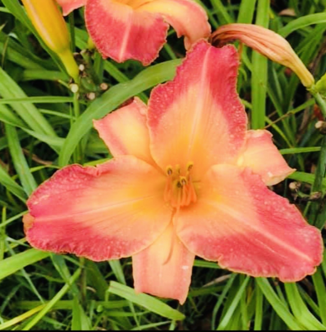 Two Sues Daylily Perennial Plant