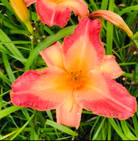 Two Sues Daylily Perennial Plant