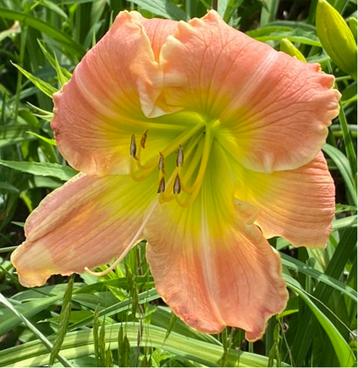 Emerald glow, perennial Daylily