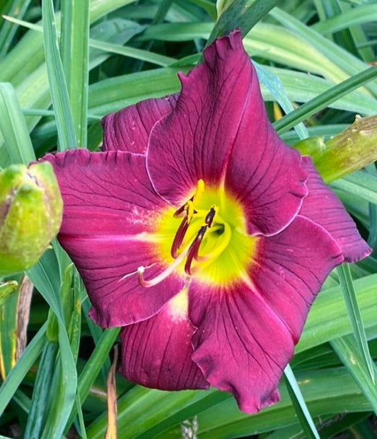 Blueberry bagel, perennial Daylily