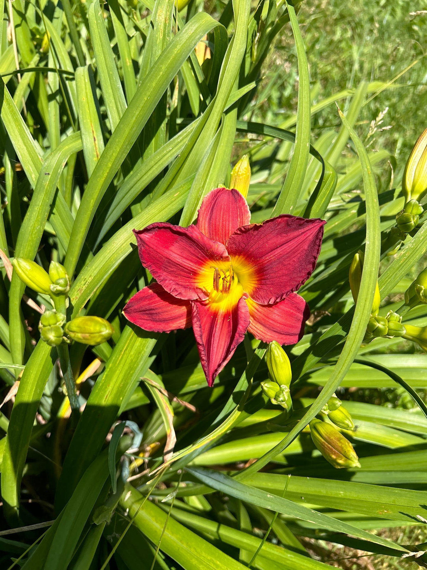 Scarlet orbit, perennial Daylily