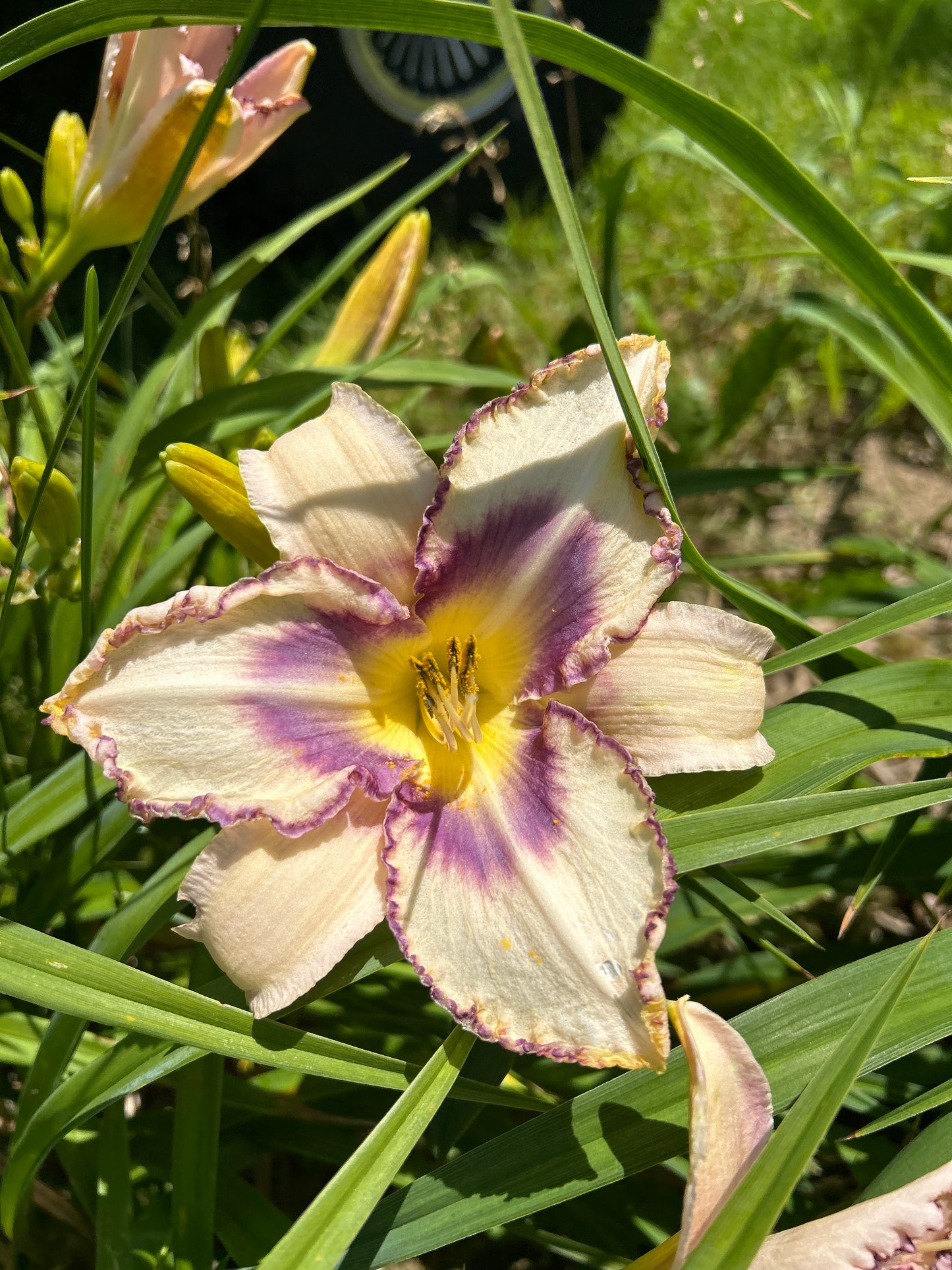 Destined to See daylily perennial plant