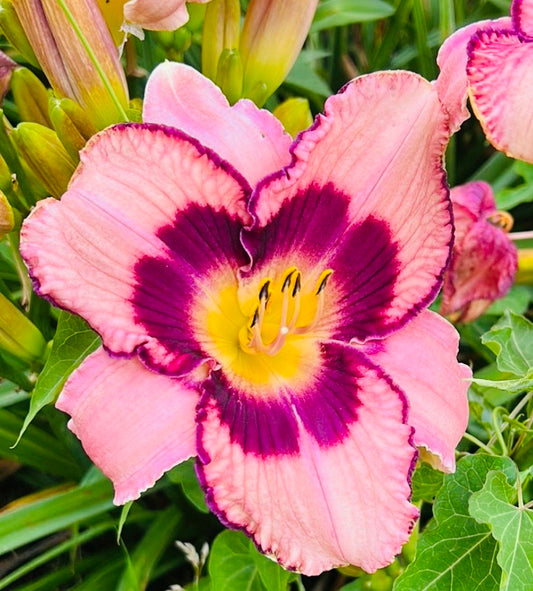 Clarification, perennial Daylily