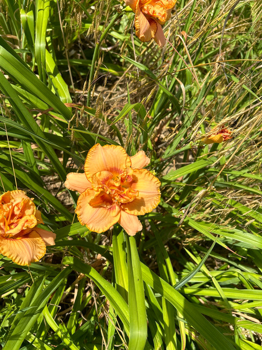 Affair D’Amore, perennial Daylily