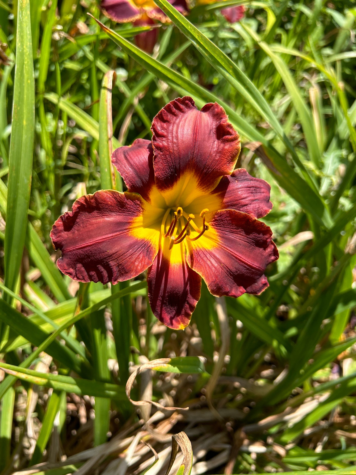 Matthew Martin, perennial Daylily